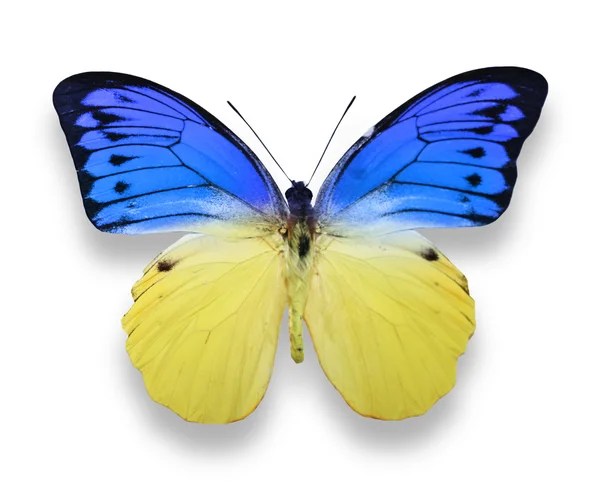 Mariposa azul y amarilla —  Fotos de Stock
