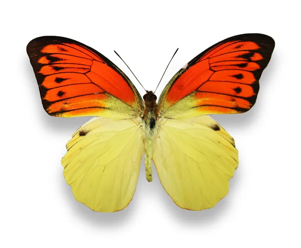 Oranje en gele vlinder — Stockfoto