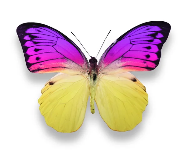 紫と黄色の蝶 — ストック写真