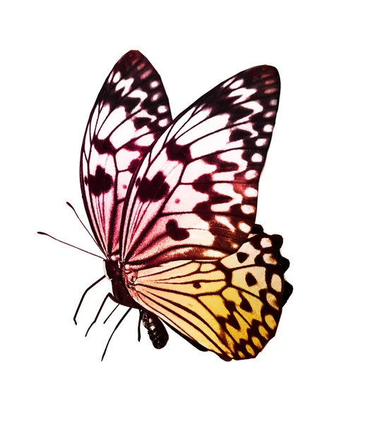 Colorful butterfly — Stock Photo, Image