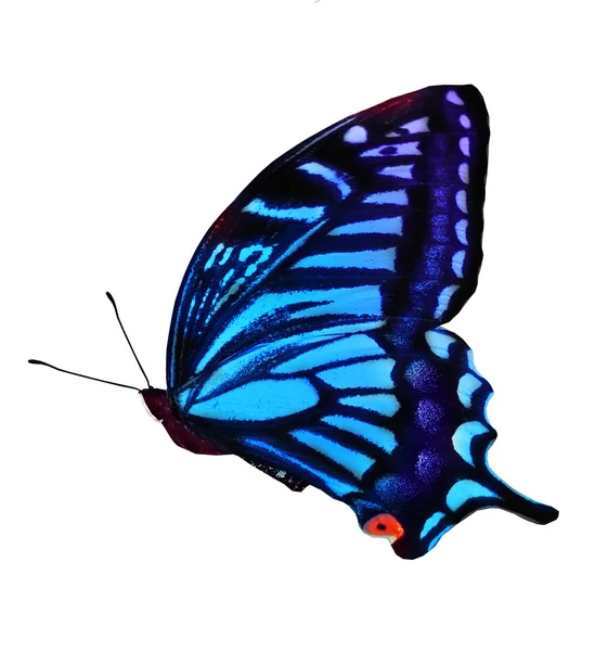 Mariposa tropical azul — Foto de Stock