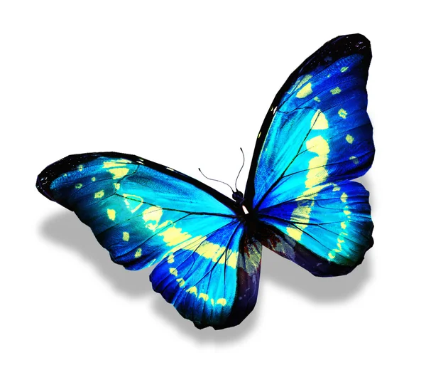 Blå tropiska fjäril — Stock fotografie