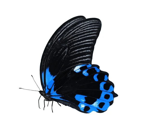 Blue and black butterfly — Stock Photo, Image