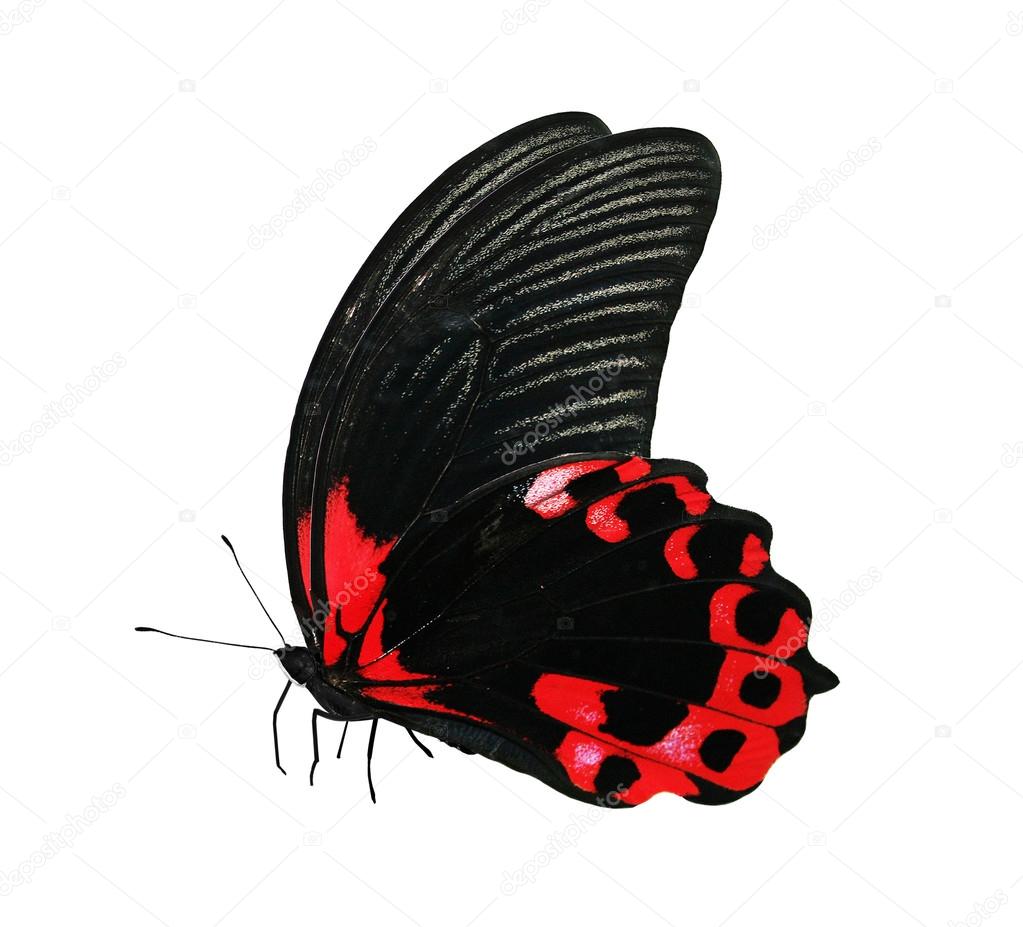 Red And Black Butterfly Red And Black Butterfly Stock Photo C Sun Tiger Red And Black Butterfly Red And Black Butterfly Stock Photo C Sun Tiger