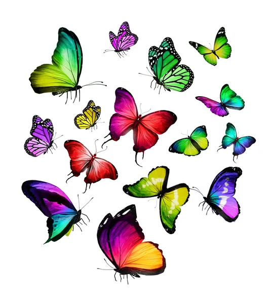 Kolorowe Motyle — Zdjęcie stockowe