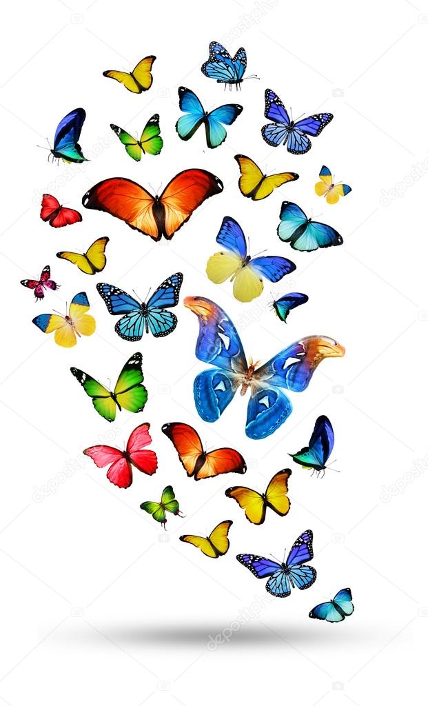 Flock of butterflies