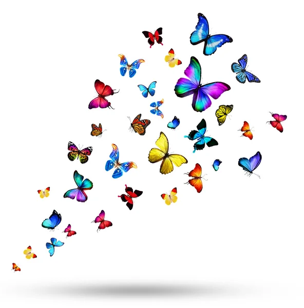 Flock of colorful butterflies — Stock Photo, Image