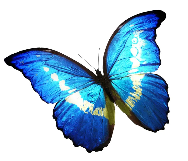 Blue butterfly — Stock Photo, Image