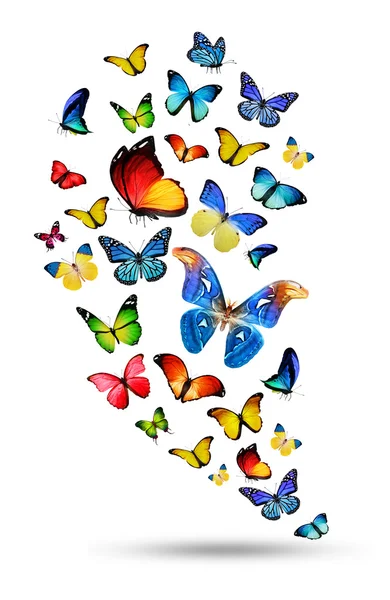 Flock of colorful butterflies — Stock Photo, Image