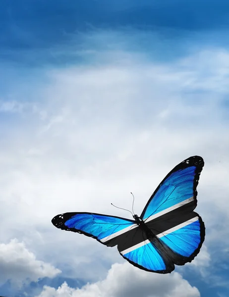 Botswana flag butterfly — Stock Photo, Image