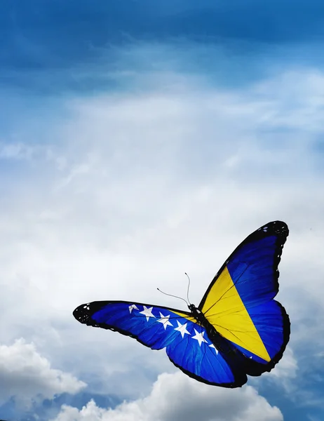 Papillon drapeau Bosnie-Herzégovine — Photo