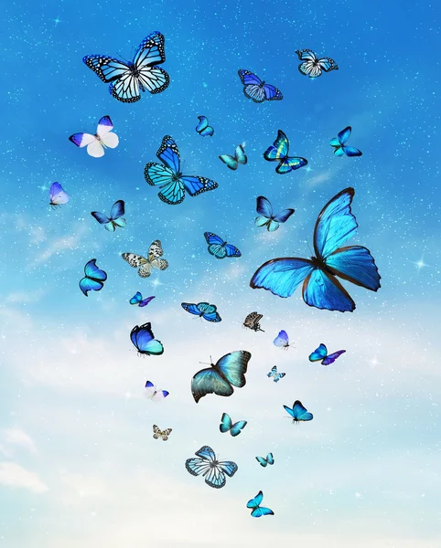 Troupeau de papillons bleus — Photo