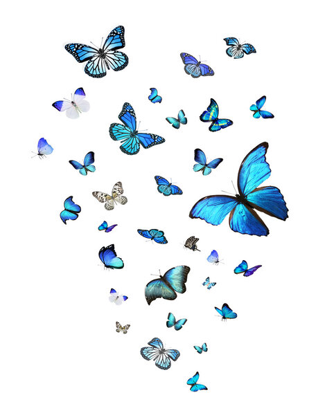 Troupeau de papillons bleus — Photo