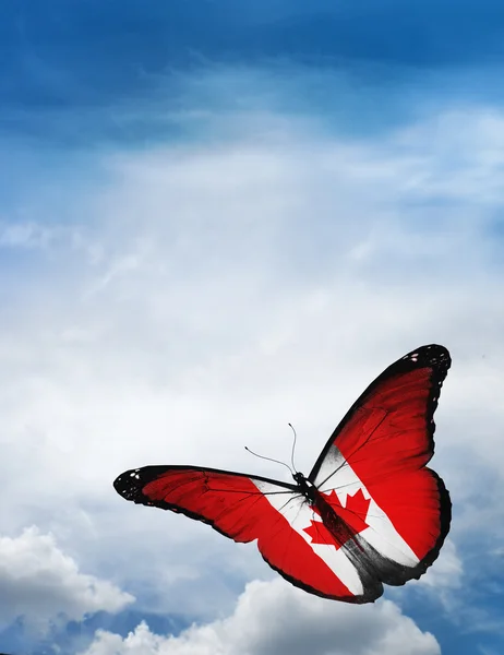 Farfalla bandiera del Canada — Foto Stock