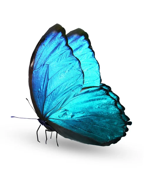 Blauer Schmetterling — Stockfoto