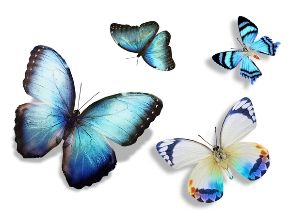 Manada de mariposas azules — Foto de Stock