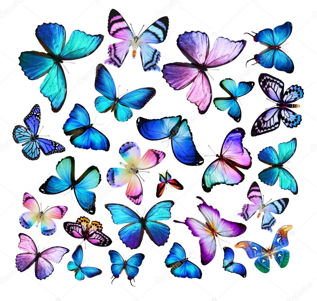 Blue and purple butterflies flock