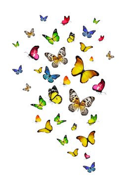 Renkli kelebekler sürüsü