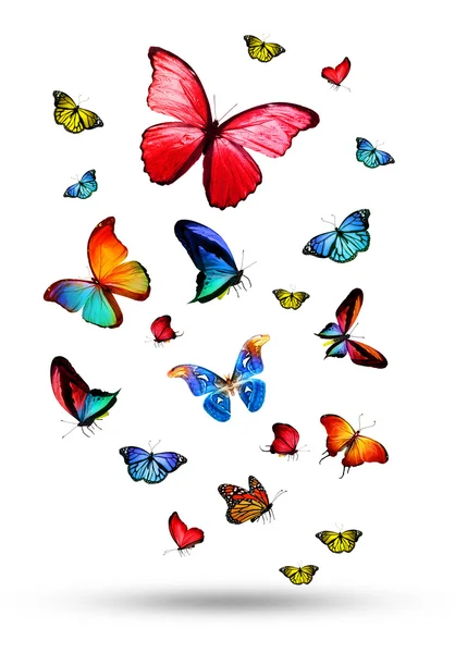 Flock of colorful butterflies — Stock Photo, Image