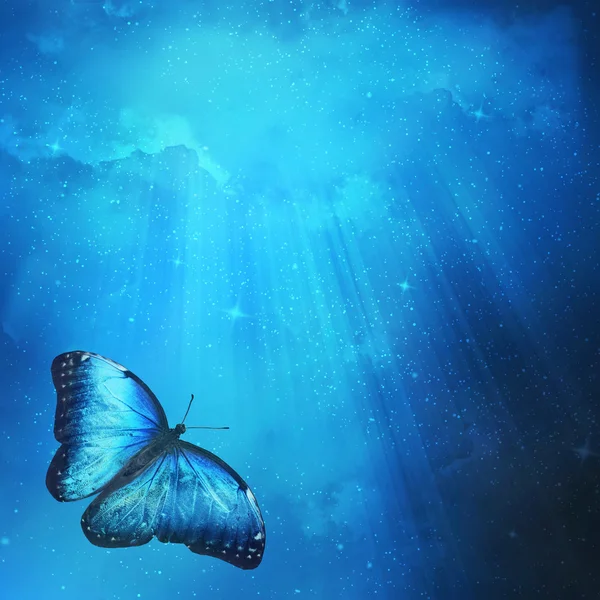 Blue butterfly — Stock Photo, Image