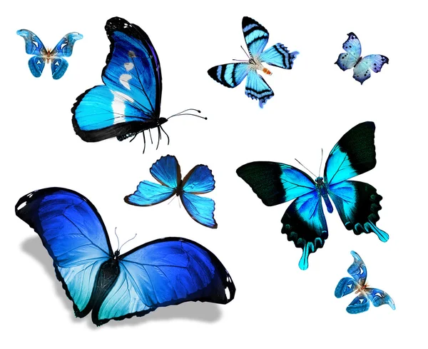 Manada de mariposas azules — Foto de Stock