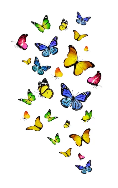 Flock av färgglada fjärilar — Stockfoto