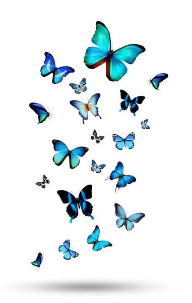 Blue butterflies flock — Stock Photo, Image