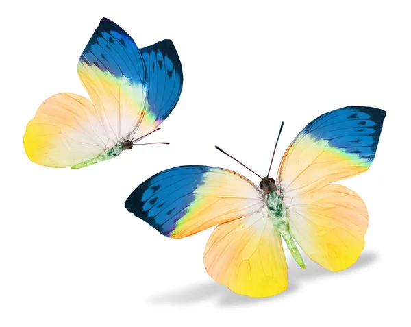 Žluté a modré motýli — Stock fotografie