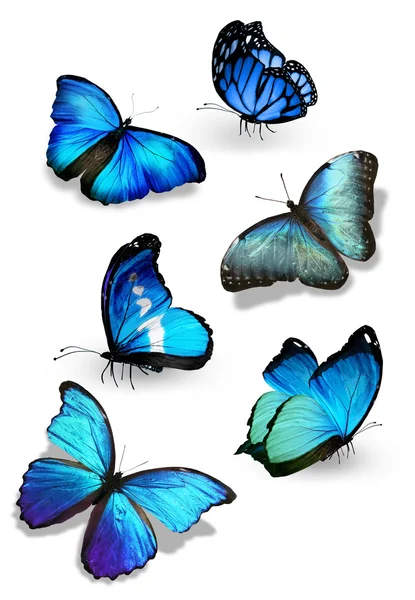 Blue butterflies flock — Stock Photo, Image