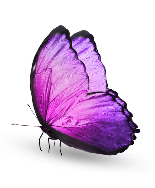 Purple color butterfly — Stock Photo, Image