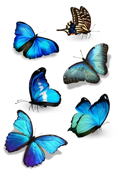 Blue butterflies flock — Stock Photo, Image