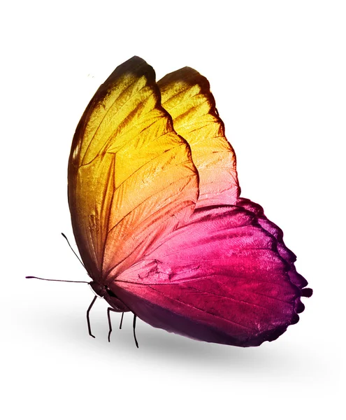 Fargerik sommerfugl – stockfoto