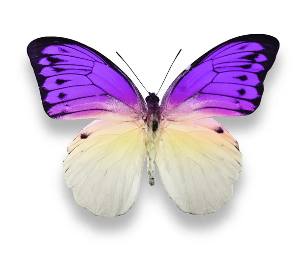 Purple and white colors butterfly — Stock Photo, Image