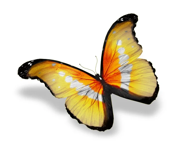 Gele kleur vlinder — Stockfoto