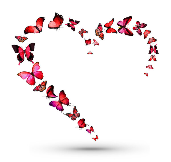 Troupeau de papillons rouges — Photo