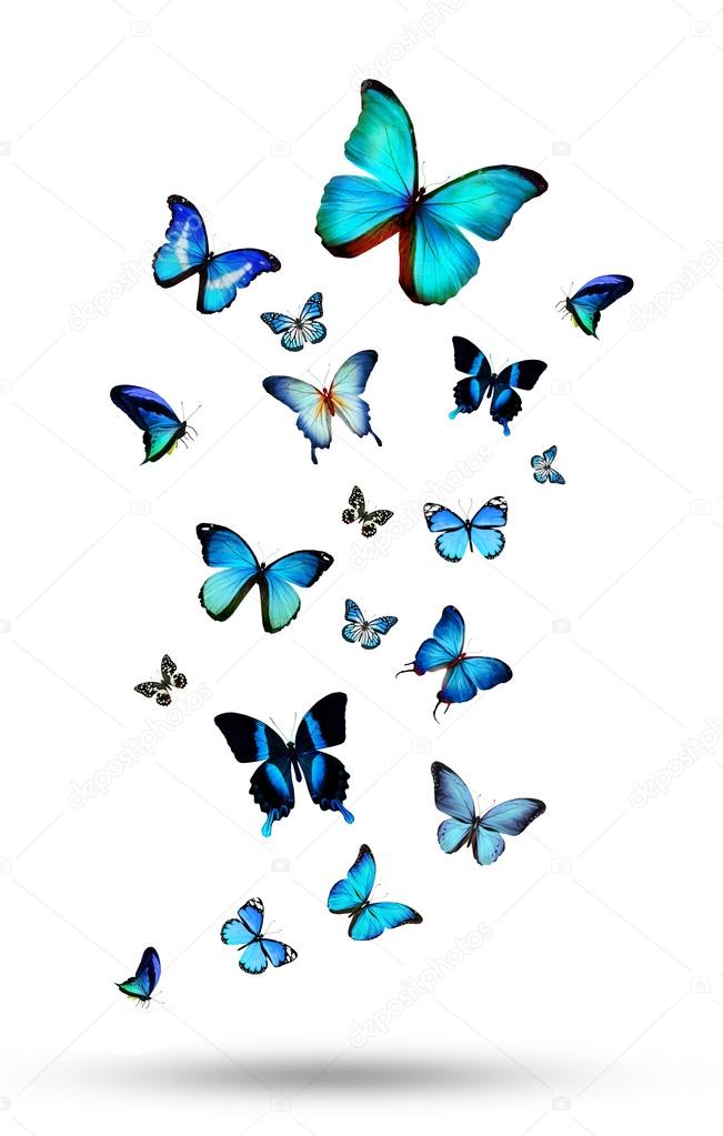 Blue butterflies flock