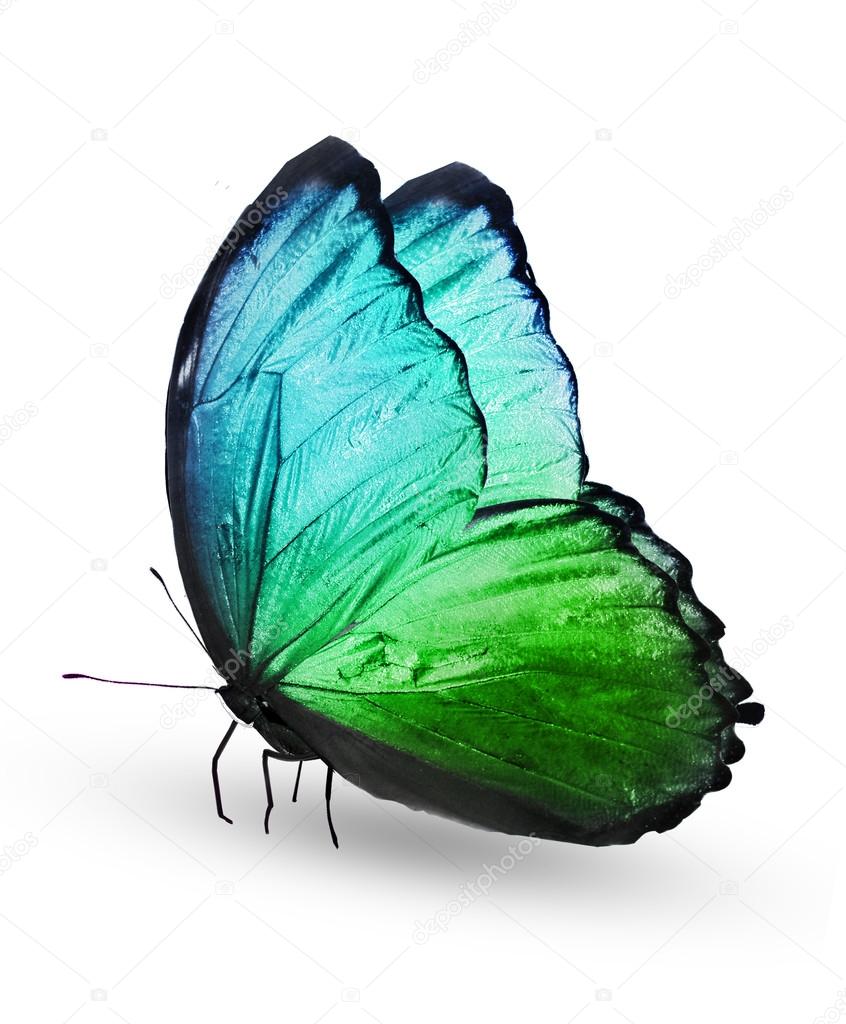 Green color  butterfly