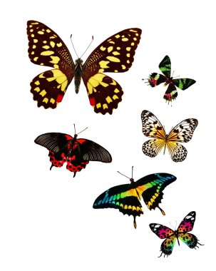 Renkli kelebekler sürüsü