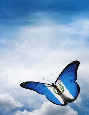 Guatemala bayrağı kelebek