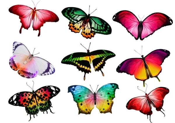 Барвисті метелики — стокове фото