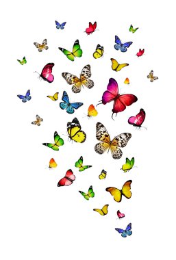 Renkli kelebekler sürüsü