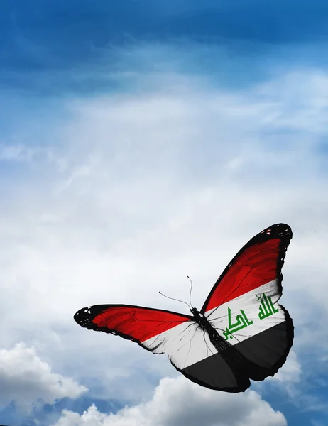 Iraq flag butterfly — Stock Photo, Image