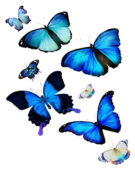 Troupeau de papillons bleus — Photo