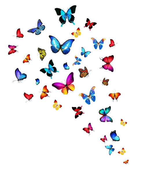 Bandada de mariposas de colores — Foto de Stock