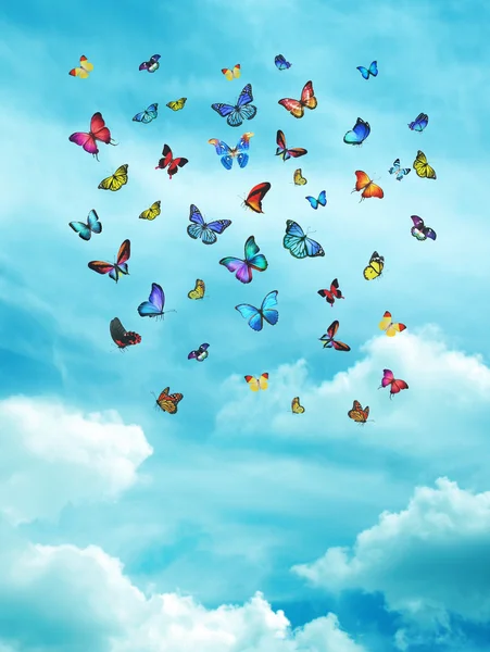 Kleurrijke vlinders kudde — Stockfoto