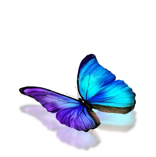 Mariposa azul — Foto de Stock