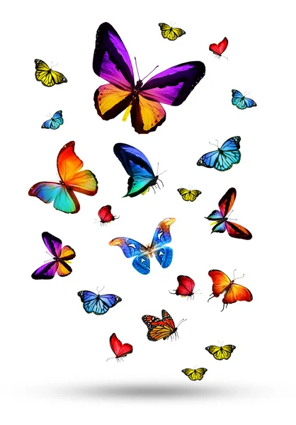 Hejno barevných motýlů — Stock fotografie