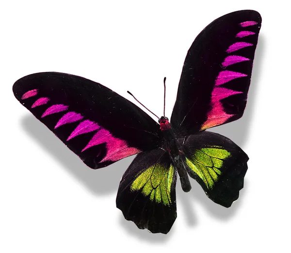 Colorful butterfly — Stock Photo, Image