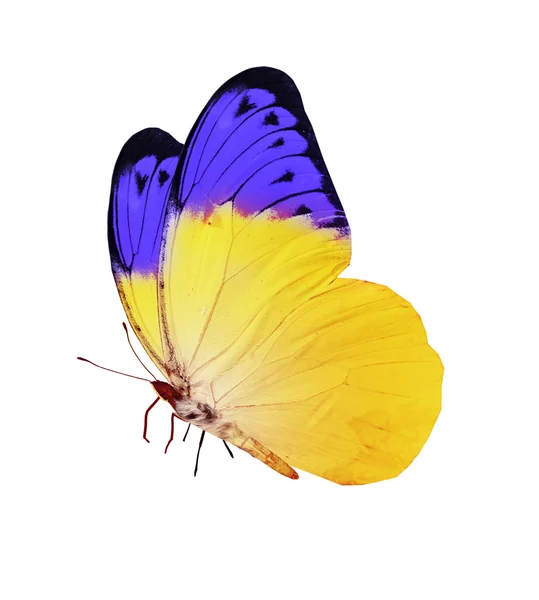 青と黄色の色の蝶 — ストック写真