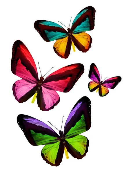 Барвисті метелики — стокове фото